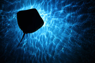 Donna Corless Royalty-Free and Rights-Managed Images - Stingray Silhouette by Donna Corless