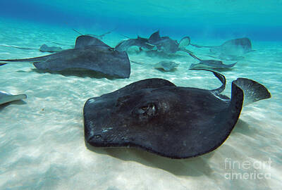 Reptiles Photo Royalty Free Images - Stingrays Royalty-Free Image by Carey Chen