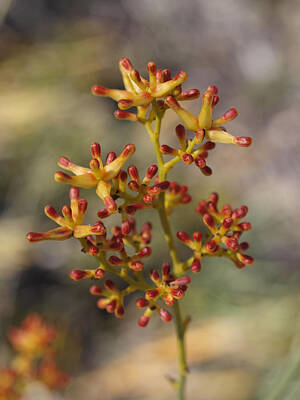 Aloha For Days - Stirlingia latifolia Spring by Michaela Perryman