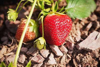 Food And Beverage Royalty-Free and Rights-Managed Images - Strawberries On A Plant Ringtown by Remsberg Inc