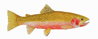 Black And White Ink Illustrations - Study of a Westslope Cutthroat Trout by Thom Glace