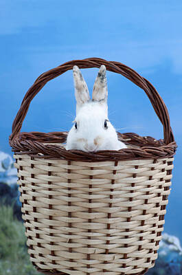 City Scenes - sugar the easter bunny 2 - A curious and cute white rabbit in a hand basket  by Pedro Cardona Llambias