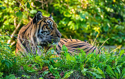 Minimalist Movie Posters 2 - Sumatran Tiger by Steve Harrington