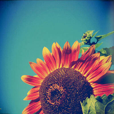 Grateful Dead Royalty Free Images - Summer Sunflower Royalty-Free Image by Olivia StClaire