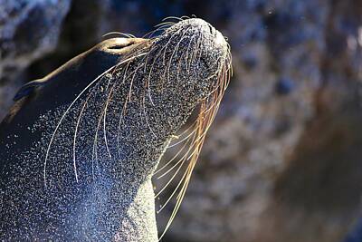 Animals Photo Royalty Free Images - Sunbathing Galapagos Sea Lion Royalty-Free Image by Allan Morrison