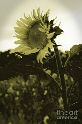 Sunflowers Photos - Sunfllower by Sandra Clark