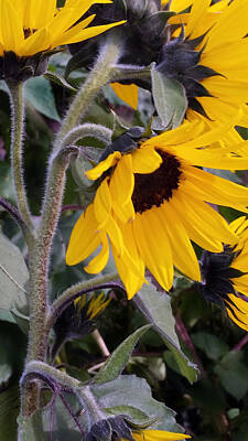 Staff Picks Judy Bernier - Sunflower 2 by Kimberlee Marvin