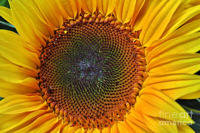 Desert Plants - Sunflower Bloom by Scott Cameron