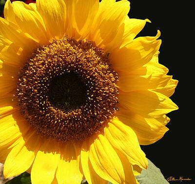 Sunflowers Paintings - Sunflower by Ellen Henneke