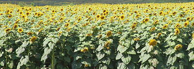 Sunflowers Royalty-Free and Rights-Managed Images - Sunflower Fields by Cathy Lindsey