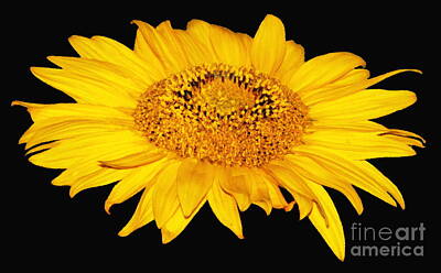 Temples - Sunflower on Black with Oil Painting Effect by Rose Santuci-Sofranko