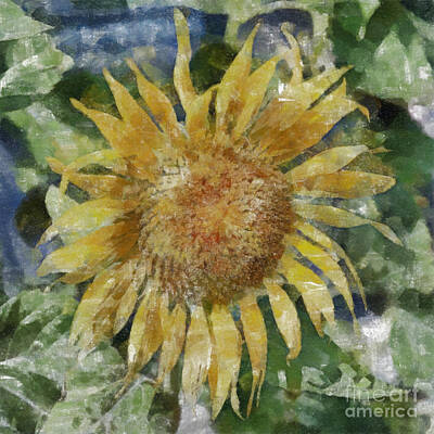 Sunflowers Paintings - Sunflower Painting by Antony McAulay