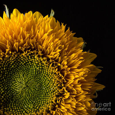 Sunflowers Royalty-Free and Rights-Managed Images - Sunflower Square by Edward Fielding