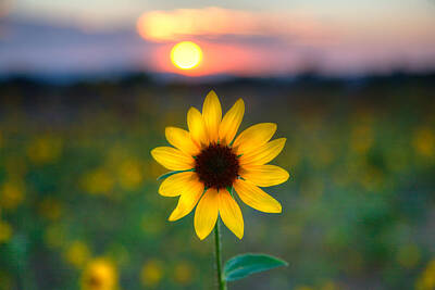 Sunflowers Photos - Sunflower Sunset by Peter Tellone