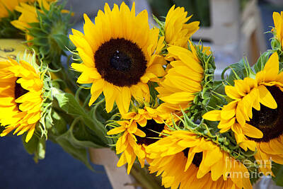 Driveby Photos - Sunflowers at Market by Brian Jannsen