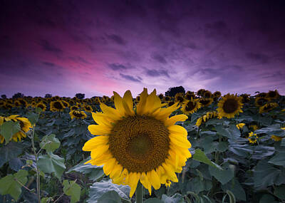 Sunflowers Royalty-Free and Rights-Managed Images - Sunflowers by Cale Best