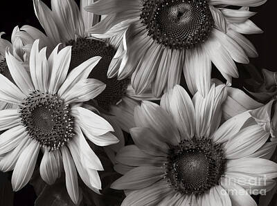 Sunflowers Royalty-Free and Rights-Managed Images - Sunflowers by Diane Diederich