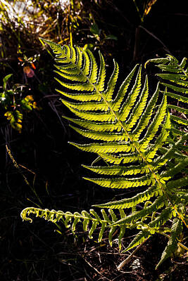 Card Game Rights Managed Images - Sunlit Fern Royalty-Free Image by Ed Gleichman