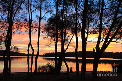 Modern Feathers Art - Sunrise reflections and Casuarina silhouettes at the Lagoon by Leah-Anne Thompson