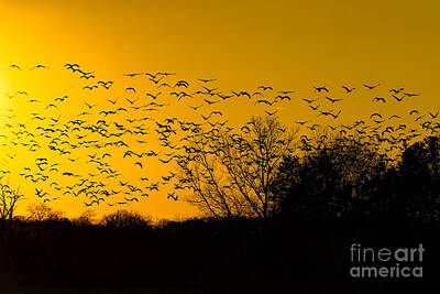 Too Cute For Words - Sunset and Sandhill Cranes by Barbara Bowen