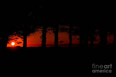 Grateful Dead Royalty Free Images - Sunset in the forest Royalty-Free Image by Gry Thunes
