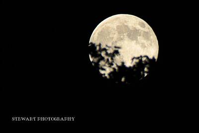 Abstract Animalia Royalty Free Images - Super Moon Royalty-Free Image by William Stewart