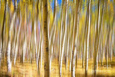 Surrealism Photos - Surreal Aspen Tree Abstract by James BO Insogna