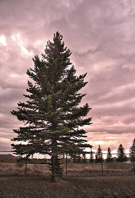 Surrealism Photo Royalty Free Images - Surreal Pine Tree Royalty-Free Image by Richard Malin