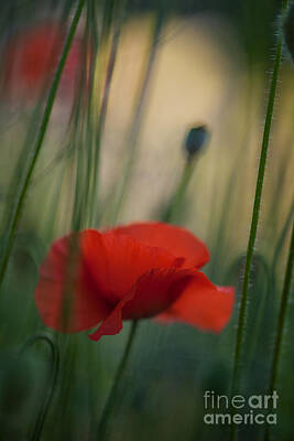 Impressionism Photo Royalty Free Images - Surrealistic Red Royalty-Free Image by Mike Reid