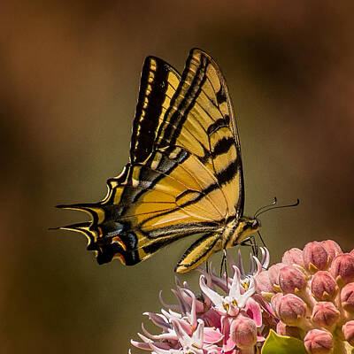 Christmas Cards - Swallowtail on Milkweed by Janis Knight