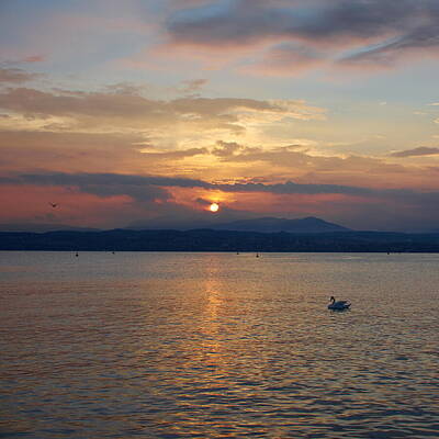 Jouko Lehto Rights Managed Images - Swan and Sunset. Sirmione. Lago di Garda Royalty-Free Image by Jouko Lehto