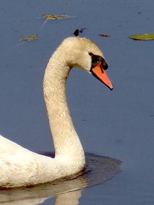 Go For Gold Rights Managed Images - Swan Swimming Royalty-Free Image by Ian McAdie