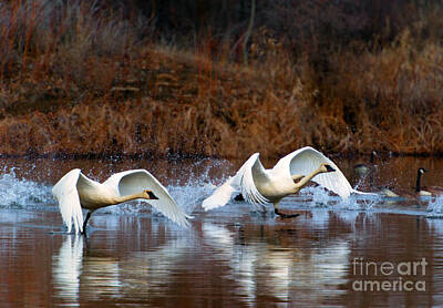 Birds Photo Rights Managed Images - Swan Lake Royalty-Free Image by Michael Dawson