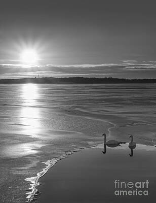 Birds Photo Rights Managed Images - Swans Sunrise BW Royalty-Free Image by Michael Ver Sprill