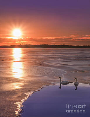 Birds Photo Rights Managed Images - Swans Sunrise Royalty-Free Image by Michael Ver Sprill