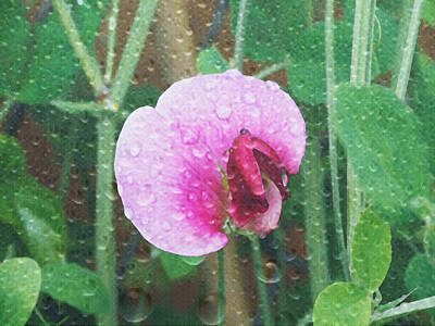 Christmas In The City - Sweat Pea Close Up by Dennis Buckman