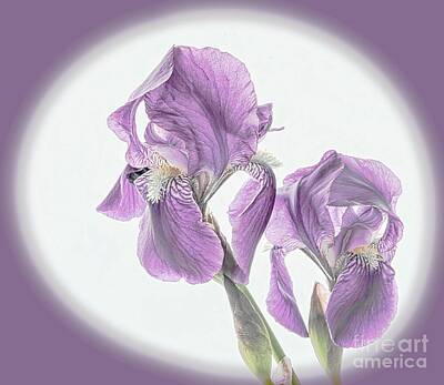 Western Buffalo - Sweet Light Purple Iris by Shirley Mangini