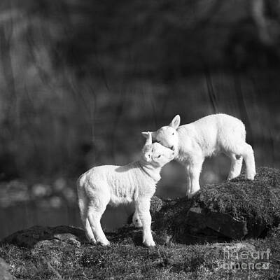 Mammals Photos - Sweet Little Lambs by Ang El