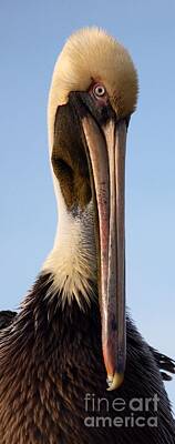 Birds Photos - Sweet Pelican Face by Carol Groenen