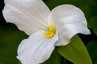 Travel Rights Managed Images - Sweet White Trillium 5 Royalty-Free Image by Jack R Perry