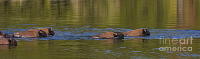 Mammals Photos - Swimming Buffalos 216 1644 by J L Woody Wooden