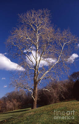 Fantasy Ryan Barger Rights Managed Images - Sycamore On The Hill Royalty-Free Image by Skip Willits