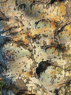 Waterfalls - Sycamore Tree Bark Abstract in Neutral Tones by Donna Haggerty