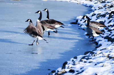 Legendary And Mythic Creatures Rights Managed Images - Synchronize Skating Geese  Royalty-Free Image by Peggy Franz