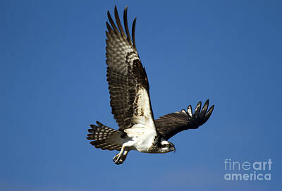 Frame Of Mind Royalty Free Images - Osprey Take Flight Royalty-Free Image by Michael Dawson