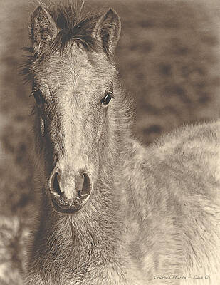Charles-muhle Mixed Media - Taos Pony by Charles Muhle