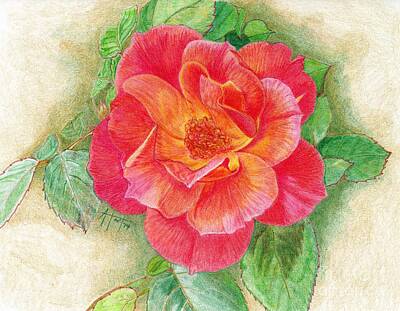 Roses Drawings - Tea Rose by Audrey Van Tassell