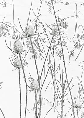 Bicycle Graphics - Teasels and Snow by Carol Senske