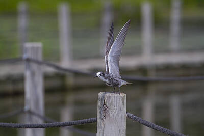 Sports Royalty-Free and Rights-Managed Images - Teenage Black Tern by David Tennis