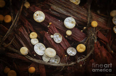 Farmhouse Royalty Free Images - Teeny Tiny Mushrooms Royalty-Free Image by Mary Machare